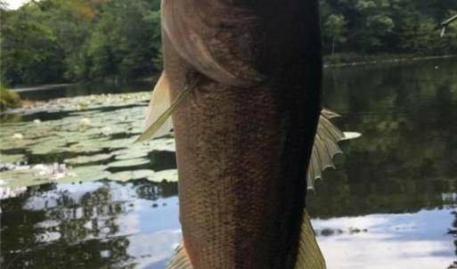 Photo #29 of Sheets, Germanton, NC 26.8 acres