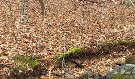 Photo #26 of 347 Wray, Stoneville, NC 40.1 acres