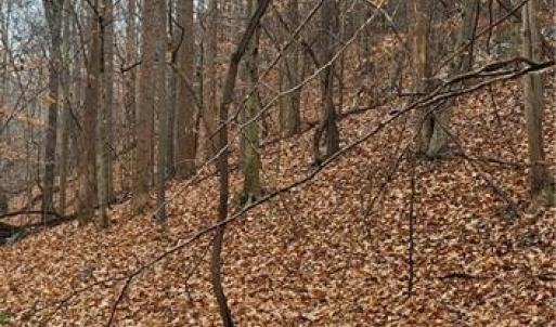 Photo #36 of 347 Wray, Stoneville, NC 40.1 acres