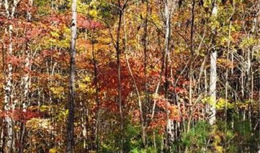 Photo #10 of 347 Wray, Stoneville, NC 40.1 acres