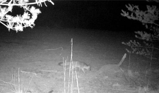 Photo #41 of 347 Wray, Stoneville, NC 40.1 acres