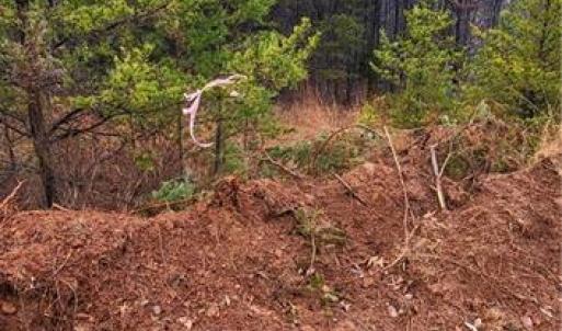 Photo #18 of 347 Wray, Stoneville, NC 40.1 acres