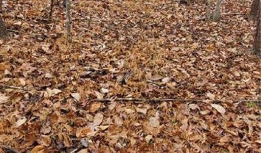 Photo #19 of 347 Wray, Stoneville, NC 40.1 acres