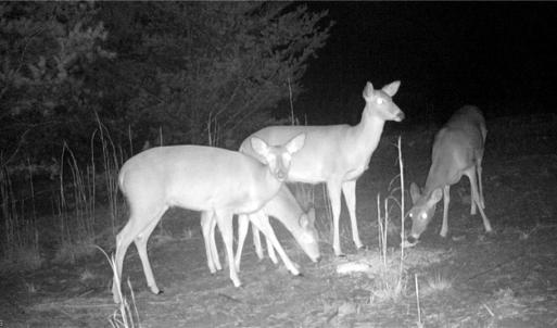 Photo #40 of 347 Wray, Stoneville, NC 40.1 acres