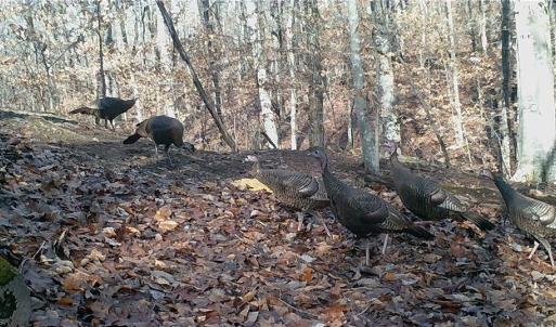 Photo #39 of 347 Wray, Stoneville, NC 40.1 acres