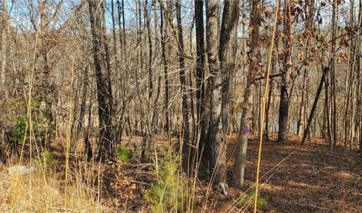 Photo #26 of 420 Tuckertown, New London, NC 142.5 acres