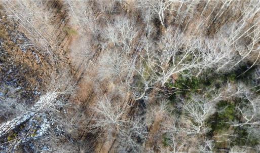 Photo #10 of Valley Level, Reidsville, NC 19.3 acres