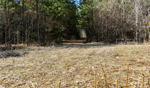 Field 4 with the old farm road for access