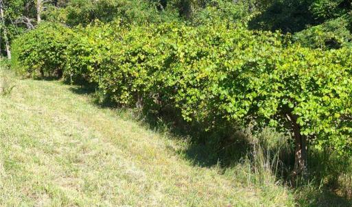 Photo #18 of 1324 Hardie Mabe, Danbury, NC 50.5 acres