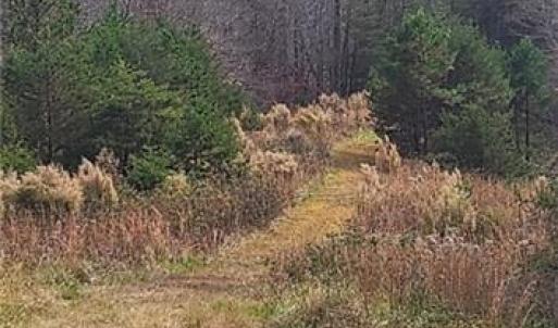 Photo #21 of 1324 Hardie Mabe, Danbury, NC 50.5 acres
