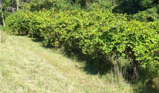 Photo #19 of 1324 Hardie Mabe, Danbury, NC 50.5 acres