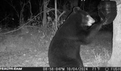 Pictures of wildlife on the property, a bear at night.