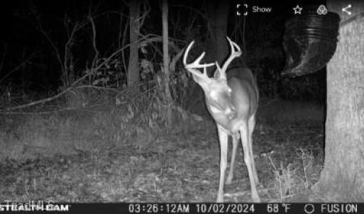 Pictures of wildlife on the property, a buck at night.