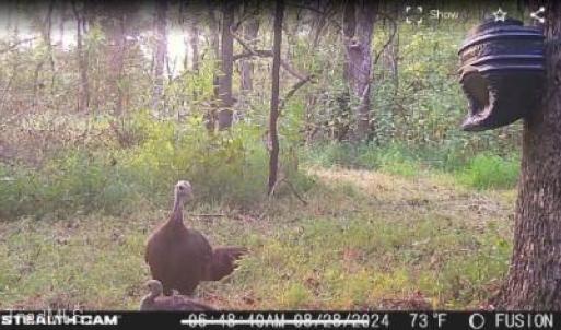 Pictures of wildlife on the property, a turkey roaming around during the day.