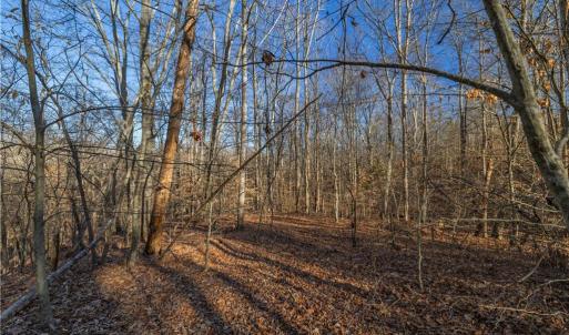 Photo #17 of 21 NC Highway 704, Madison, NC 15.0 acres