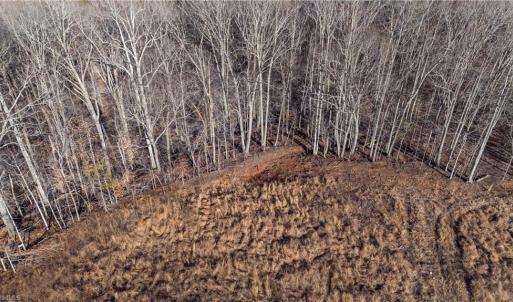 Photo #12 of 21 NC Highway 704, Madison, NC 15.0 acres