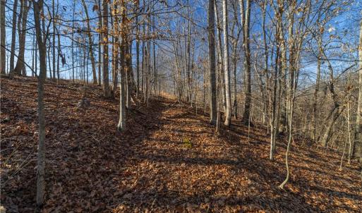 Photo #15 of 21 NC Highway 704, Madison, NC 15.0 acres