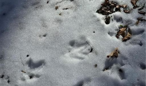 Tracks