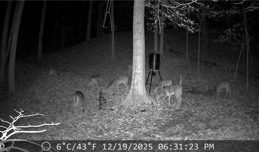 Deer