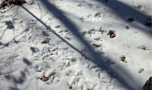 Tracks