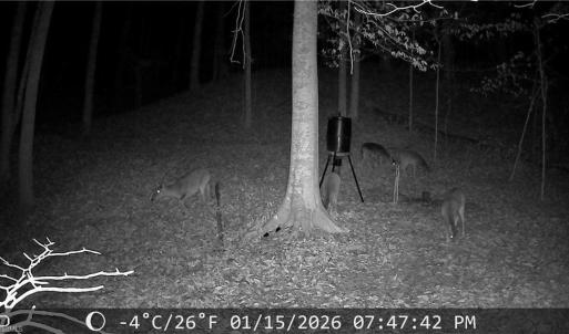 Deer