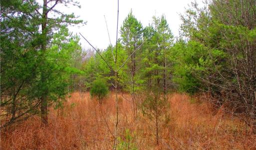 This land used to be a hayfield. Saplings....