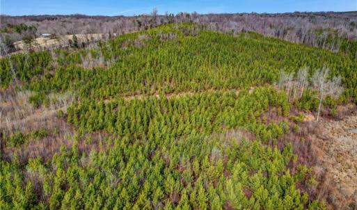 Photo #26 of Lick Fork Creek, Reidsville, NC 96.3 acres