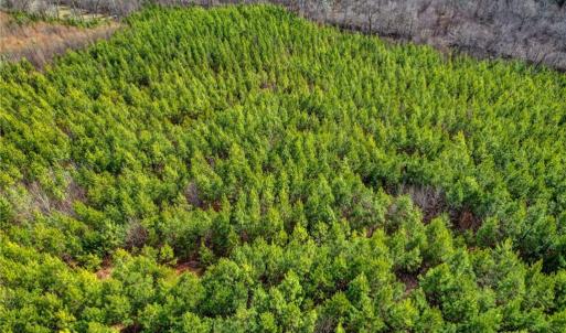 Photo #8 of Lick Fork Creek, Reidsville, NC 96.3 acres