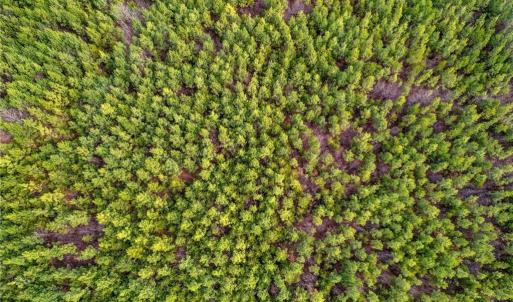 Photo #7 of Lick Fork Creek, Reidsville, NC 96.3 acres