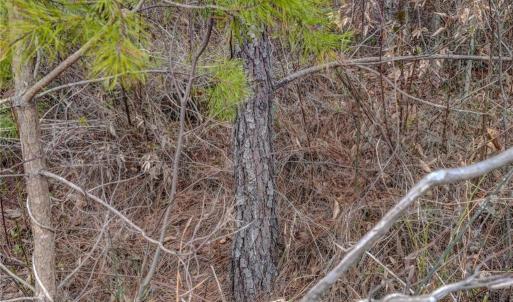 Photo #30 of Lick Fork Creek, Reidsville, NC 96.3 acres