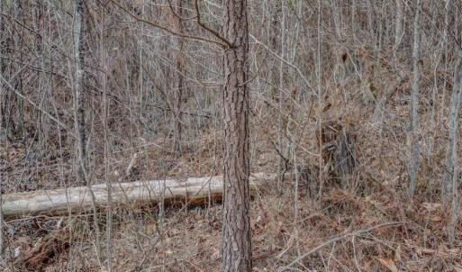 Photo #31 of Lick Fork Creek, Reidsville, NC 96.3 acres