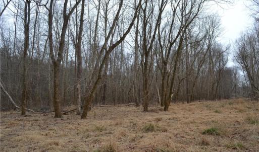 Photo #13 of 17.2 Acres Davie, Madison, NC 17.2 acres