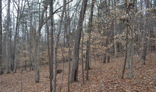 Photo #20 of 17.2 Acres Davie, Madison, NC 17.2 acres