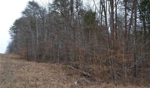 Photo #7 of 17.2 Acres Davie, Madison, NC 17.2 acres