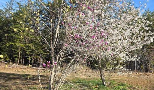 Photo #2 of 199 Rose of Sharon, Lexington, NC 1.7 acres