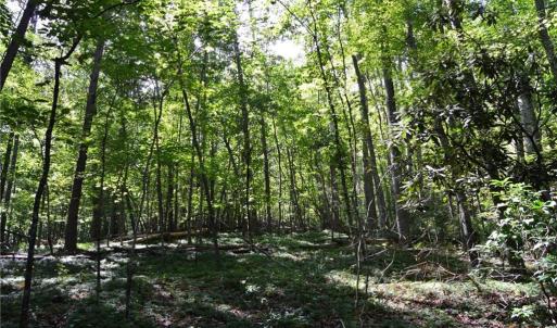 Photo #16 of Tract C NC Highway 89, Danbury, NC 21.0 acres