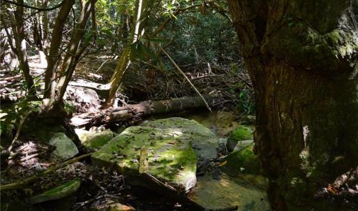 Photo #26 of Tract C NC Highway 89, Danbury, NC 21.0 acres