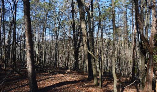 Photo #7 of Tract C NC Highway 89, Danbury, NC 21.0 acres