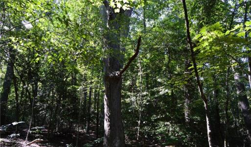 Photo #15 of Tract C NC Highway 89, Danbury, NC 21.0 acres