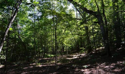 Photo #29 of Tract C NC Highway 89, Danbury, NC 21.0 acres