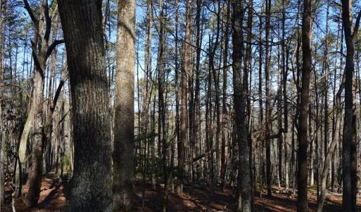 Photo #8 of Tract C NC Highway 89, Danbury, NC 21.0 acres