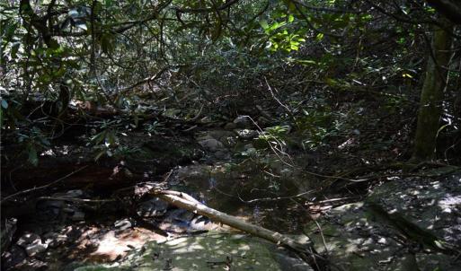 Photo #23 of Tract C NC Highway 89, Danbury, NC 21.0 acres