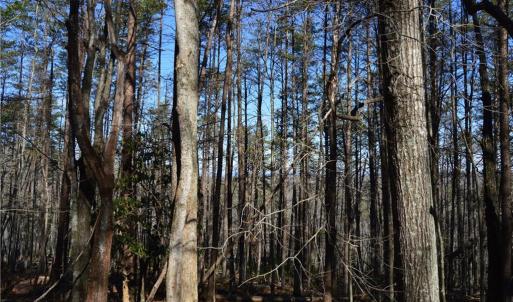 Photo #6 of Tract C NC Highway 89, Danbury, NC 21.0 acres