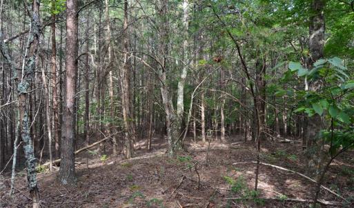 Photo #7 of Tract E Hanging Rock Forest, Danbury, NC 10.8 acres