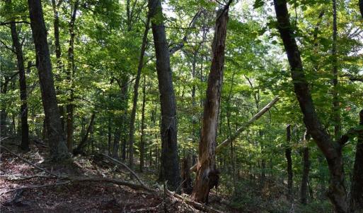 Photo #4 of Tract E Hanging Rock Forest, Danbury, NC 10.8 acres