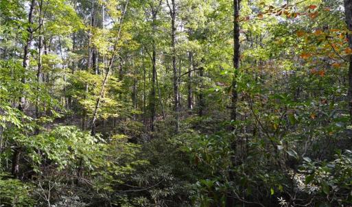 Photo #13 of Tract E Hanging Rock Forest, Danbury, NC 10.8 acres