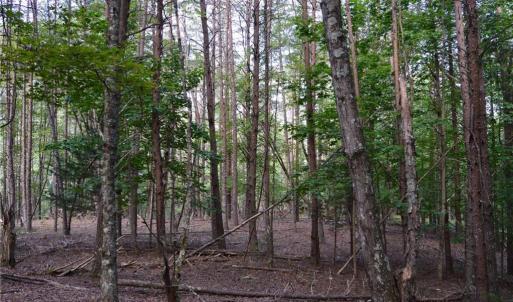 Photo #11 of Tract E Hanging Rock Forest, Danbury, NC 10.8 acres