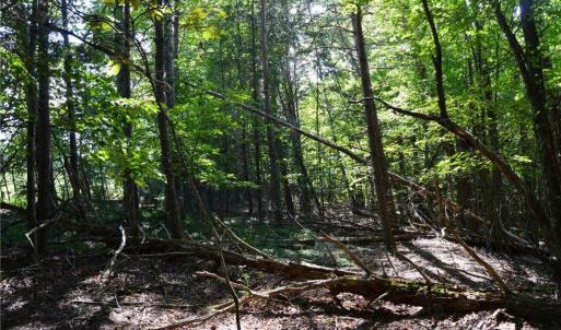 Photo #13 of Tract D Hanging Rock Forest, Danbury, NC 14.0 acres
