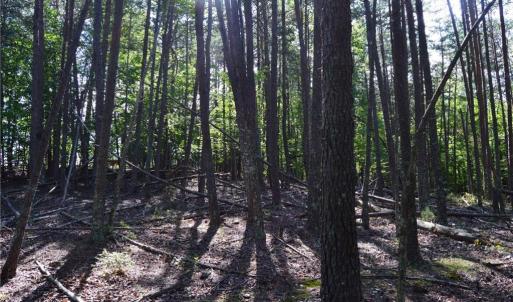 Photo #12 of Tract D Hanging Rock Forest, Danbury, NC 14.0 acres