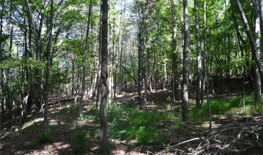 Photo #7 of Tract D Hanging Rock Forest, Danbury, NC 14.0 acres